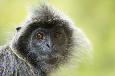 Silvery langur portrait