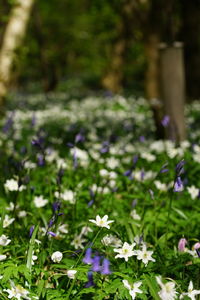 Close-up of purple flowering plants on field