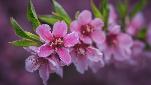Close-up of pink flowers blooming outdoors