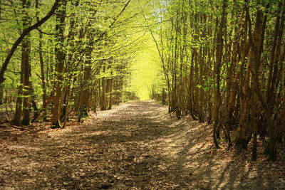 Walkway amidst trees in park