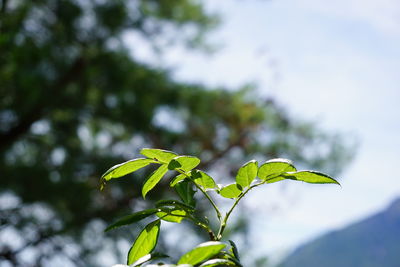 Low angle view of leaves on plant