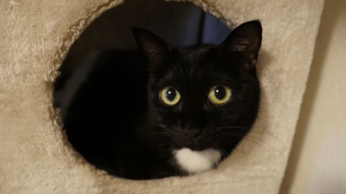 Close-up portrait of black cat