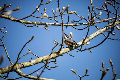 Low angle view of bird perching on branch