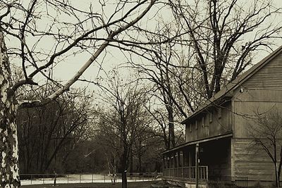 Bare trees against the sky