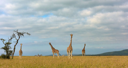 Giraffe in the wild, east africa