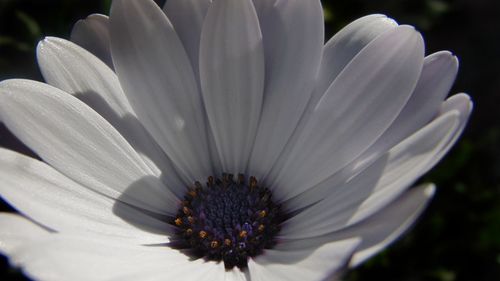 flowering plant