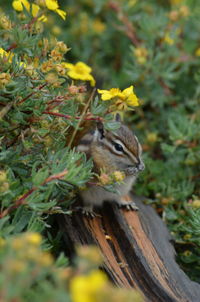 Close-up of squirrel on tree