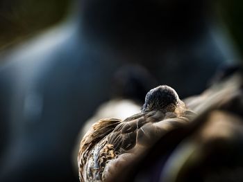 Mallard by the water