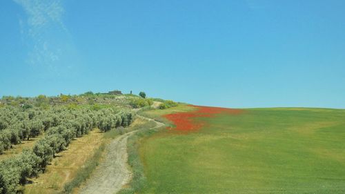 Scenic view of vineyard against clear sky