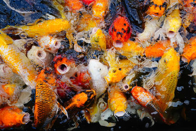 Close-up of fish swimming in sea