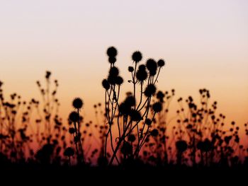 Silhouette plants on field against sky during sunset