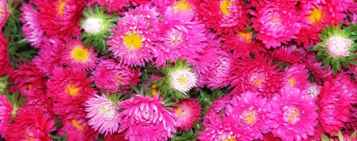 Full frame shot of pink flowering plants