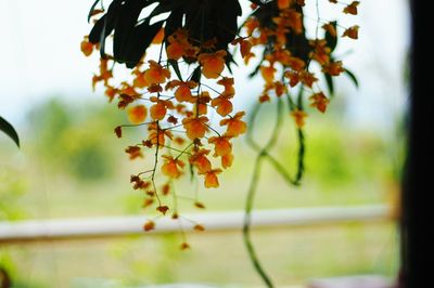 Close-up of autumn leaves hanging on tree