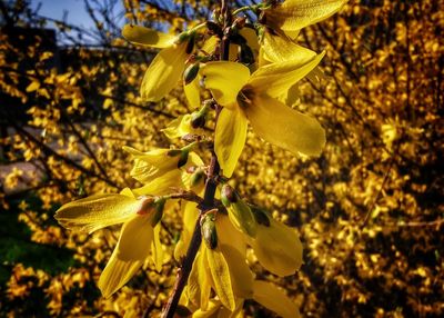 Close-up of yellow flowering plant