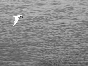 High angle view of bird flying over lake