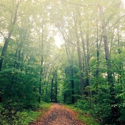 Footpath amidst trees in forest