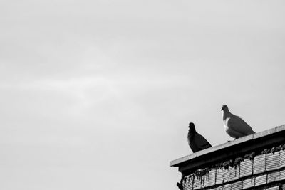 Low angle view of bird perching on statue against sky