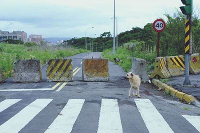 Dog on street