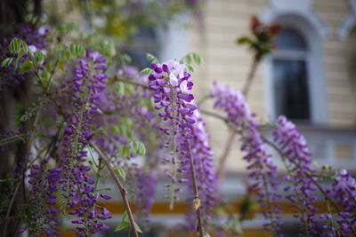 Close-up of purple flowering plants