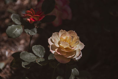 Close-up of rose plant