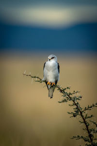 Black-shouldered kite perches on bent thornbush branch