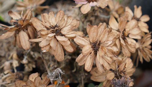Close-up of wilted plant