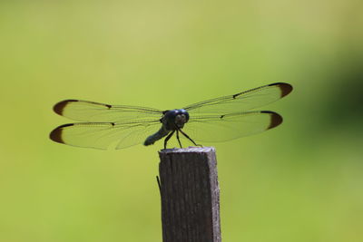 Close-up of dragonfly on wooden post