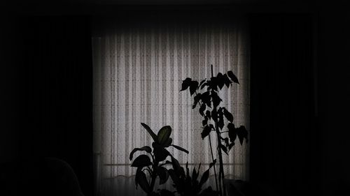 Silhouette plants against wall at home