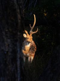 Close-up of deer on tree trunk in forest