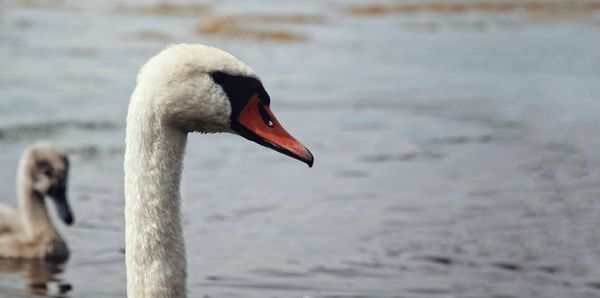 Close-up of swan swimming on lake