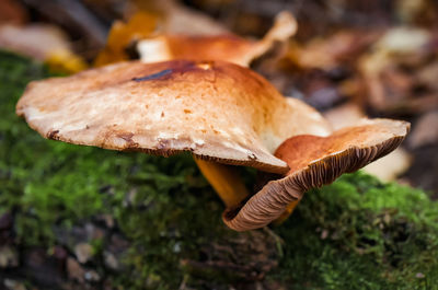 Close-up of mushroom growing on field