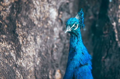 Close-up of peacock