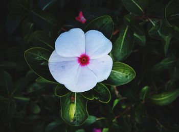 Close-up of white flowering plant