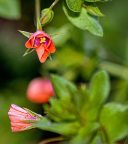 Close-up of insect on flower