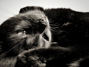 Close-up of cat