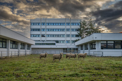 Buildings in city