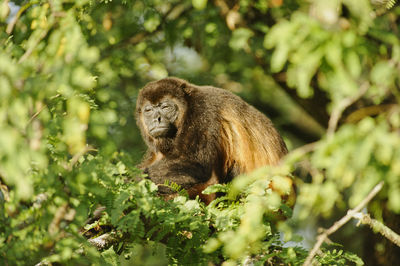 Portrait of squirrel sitting on tree