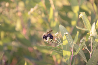 High angle view of bee pollinating on flowers