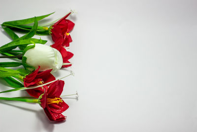 Close-up of roses against white background