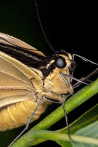 Close-up of butterfly on leaf