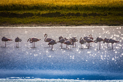 Flamingoes on lake