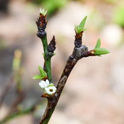 Close-up of flowering plant