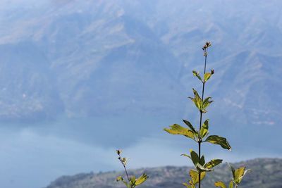 Close-up of flowering plant against sky