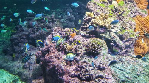 Close-up of fish swimming in sea