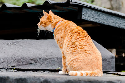 Side view of a cat looking away