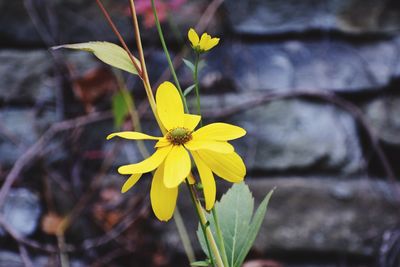 Close-up of yellow flowering plant
