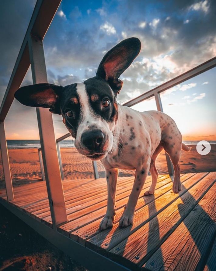 PORTRAIT OF A DOG STANDING ON LANDSCAPE AGAINST SKY