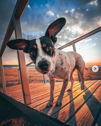 Portrait of dog standing against sky