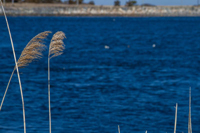 Close-up of blue sea