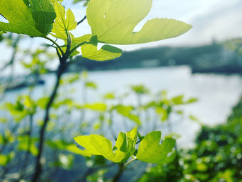 Close-up of green leaves